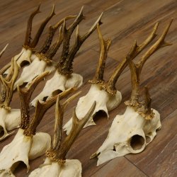 20 Stück Rehgeweihe Reh Bock Geweihe Geweih 12.144