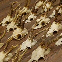 20 Stück Rehgeweihe Reh Bock Geweihe Geweih 12.144