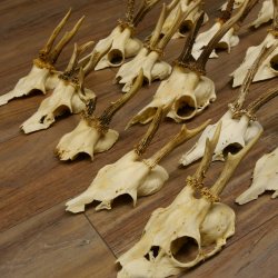 20 Stück Rehgeweihe Reh Bock Geweihe Geweih 12.144