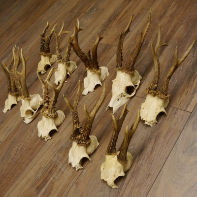 10 Stück Rehgeweihe Reh Bock Geweihe Geweih 12.145