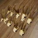 10 Stück Rehgeweihe Reh Bock Geweihe Geweih 12.145