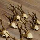 10 Stück Rehgeweihe Reh Bock Geweihe Geweih 12.145