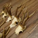 10 Stück Rehgeweihe Reh Bock Geweihe Geweih 12.145