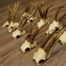 10 Stück Rehgeweihe Reh Bock Geweihe Geweih 12.145