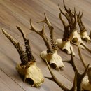 10 Stück Rehgeweihe Reh Bock Geweihe Geweih 12.145