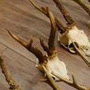 10 Stück Rehgeweihe Reh Bock Geweihe Geweih 12.145