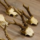 10 Stück Rehgeweihe Reh Bock Geweihe Geweih 12.145