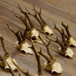 10 Stück Rehgeweihe Reh Bock Geweihe Geweih 12.145