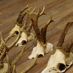 10 Stück Rehgeweihe Reh Bock Geweihe Geweih 12.145