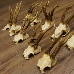 10 Stück Rehgeweihe Reh Bock Geweihe Geweih 12.145
