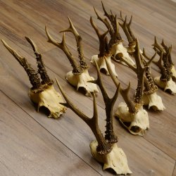10 Stück Rehgeweihe Reh Bock Geweihe Geweih 12.145