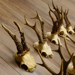10 Stück Rehgeweihe Reh Bock Geweihe Geweih 12.145