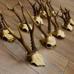 10 Stück Rehgeweihe Reh Bock Geweihe Geweih 12.145
