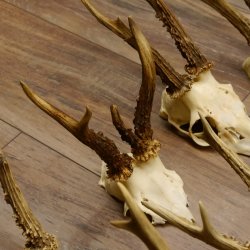 10 Stück Rehgeweihe Reh Bock Geweihe Geweih 12.145