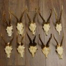 10 Stück Rehgeweihe Reh Bock Geweihe Geweih 12.146