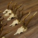 10 Stück Rehgeweihe Reh Bock Geweihe Geweih 12.146