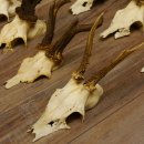 10 Stück Rehgeweihe Reh Bock Geweihe Geweih 12.146