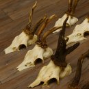 10 Stück Rehgeweihe Reh Bock Geweihe Geweih 12.146