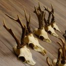 10 Stück Rehgeweihe Reh Bock Geweihe Geweih 12.146