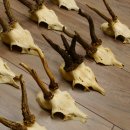 10 Stück Rehgeweihe Reh Bock Geweihe Geweih 12.146