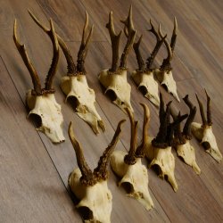 10 Stück Rehgeweihe Reh Bock Geweihe Geweih 12.146