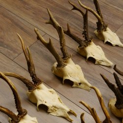 10 Stück Rehgeweihe Reh Bock Geweihe Geweih 12.146