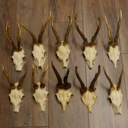 10 Stück Rehgeweihe Reh Bock Geweihe Geweih 12.146