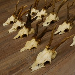 10 Stück Rehgeweihe Reh Bock Geweihe Geweih 12.146