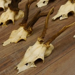 10 Stück Rehgeweihe Reh Bock Geweihe Geweih 12.146