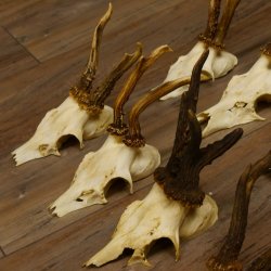 10 Stück Rehgeweihe Reh Bock Geweihe Geweih 12.146