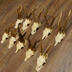10 Stück Rehgeweihe Reh Bock Geweihe Geweih 12.146
