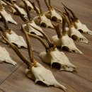20 Stück Rehgeweihe Reh Bock Geweihe Geweih 12.147