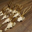 20 Stück Rehgeweihe Reh Bock Geweihe Geweih 12.147