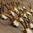 20 Stück Rehgeweihe Reh Bock Geweihe Geweih 12.147