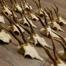 20 Stück Rehgeweihe Reh Bock Geweihe Geweih 12.147