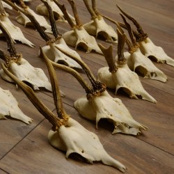 20 Stück Rehgeweihe Reh Bock Geweihe Geweih 12.147
