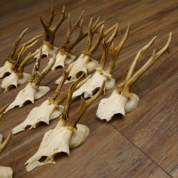 20 Stück Rehgeweihe Reh Bock Geweihe Geweih 12.147
