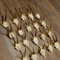 20 Stück Rehgeweihe Reh Bock Geweihe Geweih 12.147