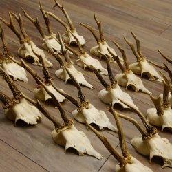 20 Stück Rehgeweihe Reh Bock Geweihe Geweih 12.147