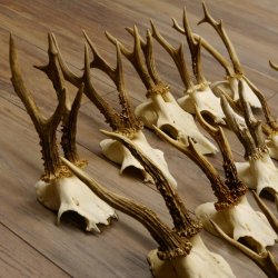 20 Stück Rehgeweihe Reh Bock Geweihe Geweih 12.147