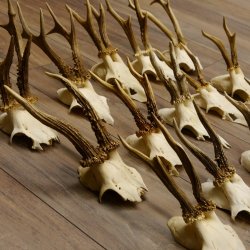20 Stück Rehgeweihe Reh Bock Geweihe Geweih 12.147