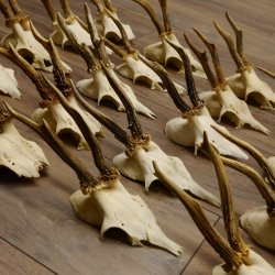 20 Stück Rehgeweihe Reh Bock Geweihe Geweih 12.147