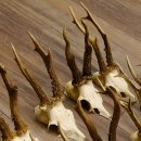 15 Stück Rehgeweihe Reh Bock Geweihe Geweih 12.148