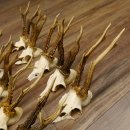 15 Stück Rehgeweihe Reh Bock Geweihe Geweih 12.148