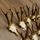 15 Stück Rehgeweihe Reh Bock Geweihe Geweih 12.148