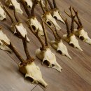 15 Stück Rehgeweihe Reh Bock Geweihe Geweih 12.148
