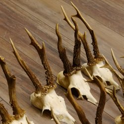 15 Stück Rehgeweihe Reh Bock Geweihe Geweih 12.148