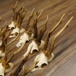15 Stück Rehgeweihe Reh Bock Geweihe Geweih 12.148