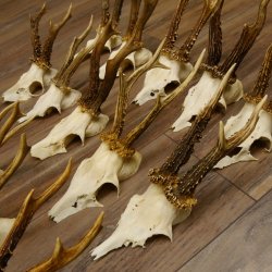 15 Stück Rehgeweihe Reh Bock Geweihe Geweih 12.148