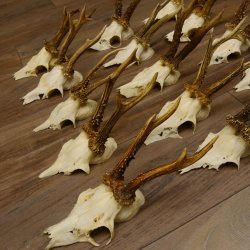 15 Stück Rehgeweihe Reh Bock Geweihe Geweih 12.148